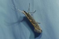Plutella xylostella