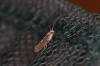 Plutella xylostella