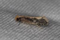 Monopis crocicapitella