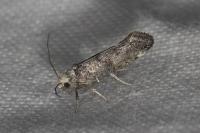 Paraswammerdamia nebulella