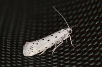 Yponomeuta
