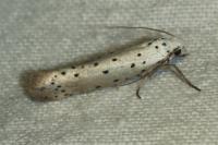 Yponomeuta