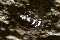 Denisia rhaetica