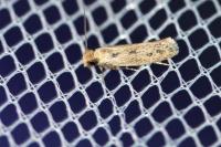 Anomalotinea liguriella