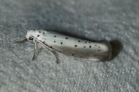 Yponomeuta rorrella