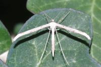 Emmelina monodactyla