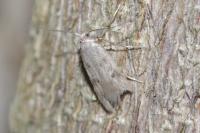 Borkhausenia nefrax
