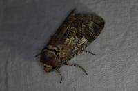 Cossus cossus