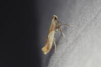 Caloptilia
