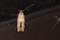 Mompha epilobiella