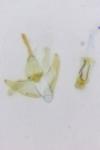 Mompha epilobiella