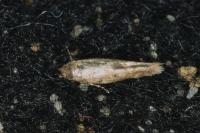 Mompha epilobiella