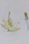 Mompha epilobiella