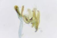 Mompha epilobiella