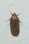 Depressaria daucella