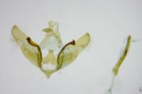 Depressaria daucella