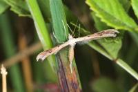 Stenoptilia zophodactyla