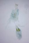 Merrifieldia baliodactyla