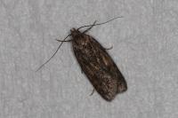 Hofmannophila pseudospretella