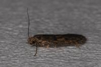 Hofmannophila pseudospretella