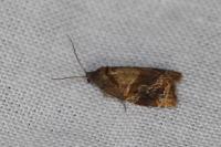 Ditula angustiorana