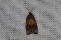 Ditula angustiorana
