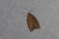 Clepsis consimilana