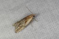 Eucosma gr. cana