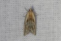 Eucosma gr. cana