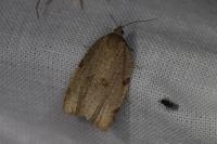 Lozotaenia forsterana
