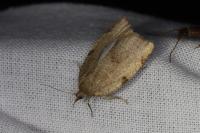 Lozotaenia forsterana