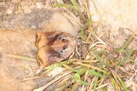 Archips podana