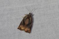 Archips podana