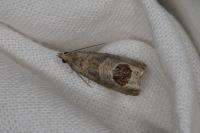Notocelia uddmanniana