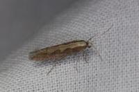 Plutella xylostella