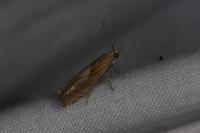 Eucosma