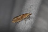 Eucosma