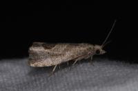 Notocelia uddmanniana