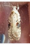 Agonopterix alstroemeriana