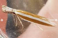 Pleurota aristella
