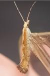 Plutella xylostella