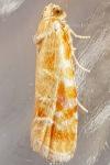Rhyacionia buoliana