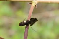 Incurvaria masculella