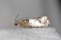 Notocelia rosaecolana