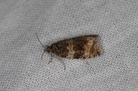 Orthotaenia undulana