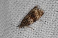 Orthotaenia undulana