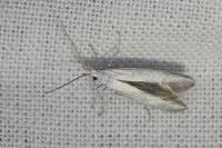 Coleophora