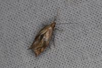 Epermenia falciformis