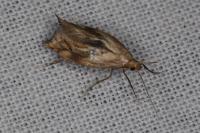 Epermenia falciformis