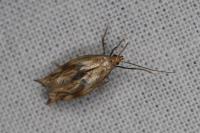 Epermenia falciformis